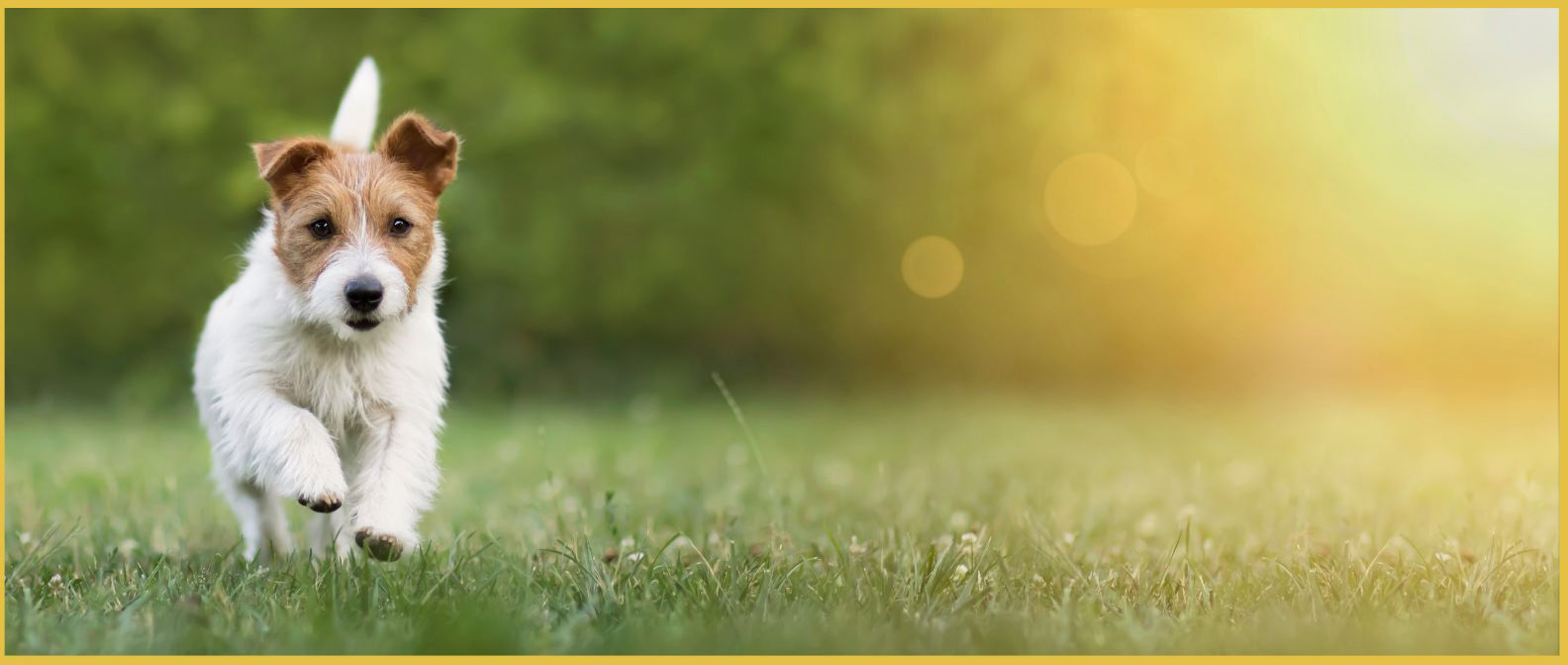 dog-banner
