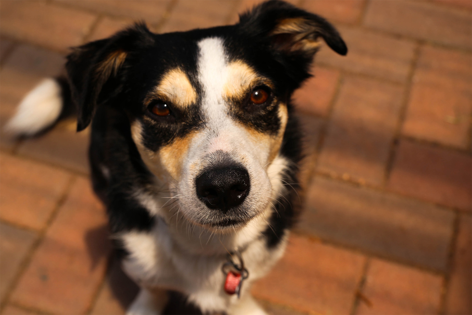 older dog sitting