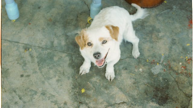 A white dog sitting on the ground