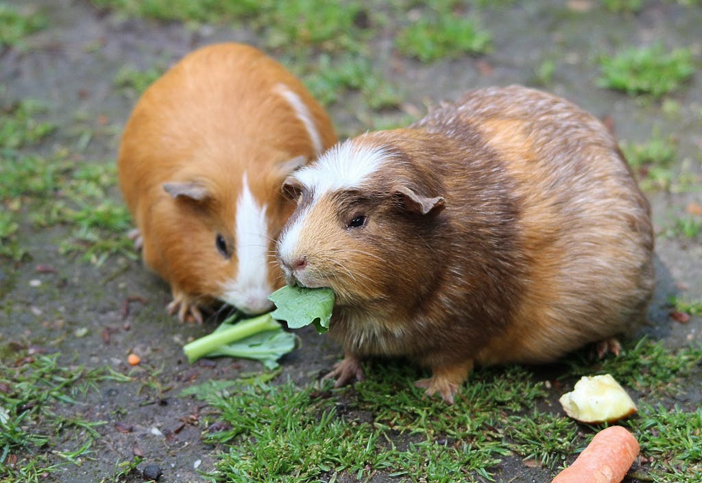 Brown Hamster Eating a Green Leaf