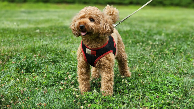 cute-dog-21038919