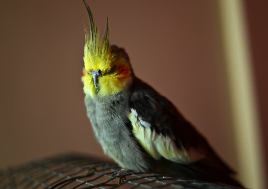 Small Cockatiel Bird