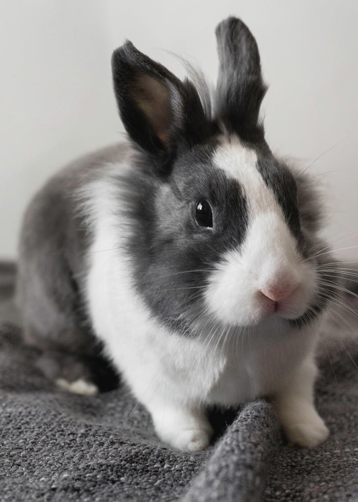 White and Black Rabbit on Gray Textile