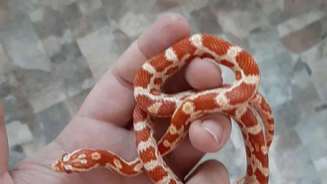 can-someone-help-me-im-getting-a-baby-corn-snake-tiktok-is-v0-vi5xf2n4225b1