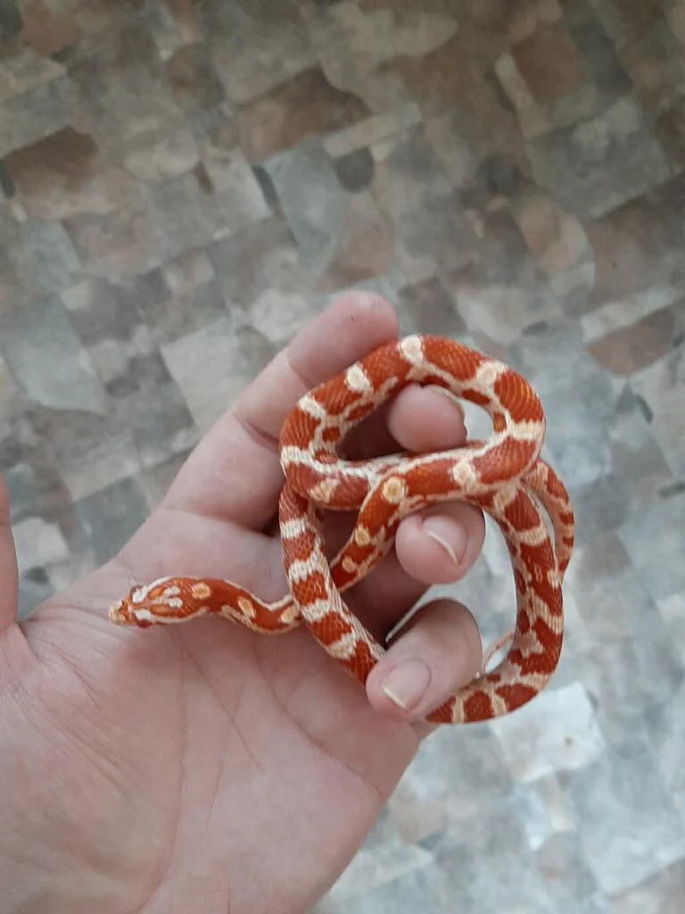 can-someone-help-me-im-getting-a-baby-corn-snake-tiktok-is-v0-vi5xf2n4225b1