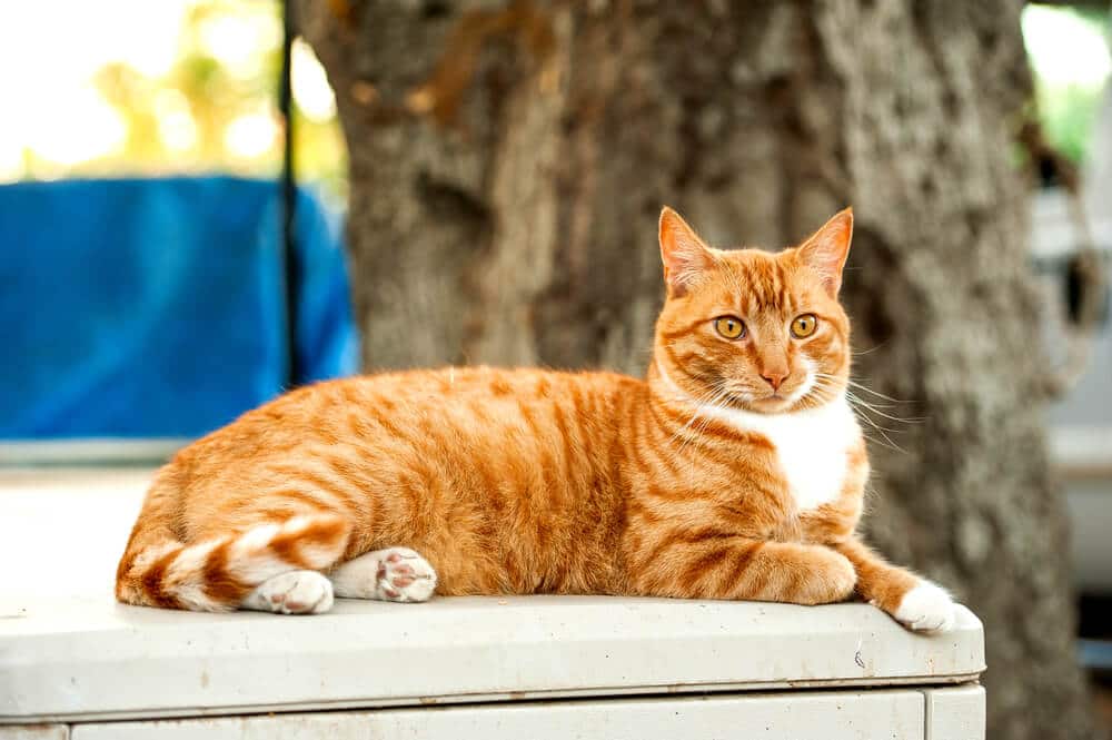 orange-tabby