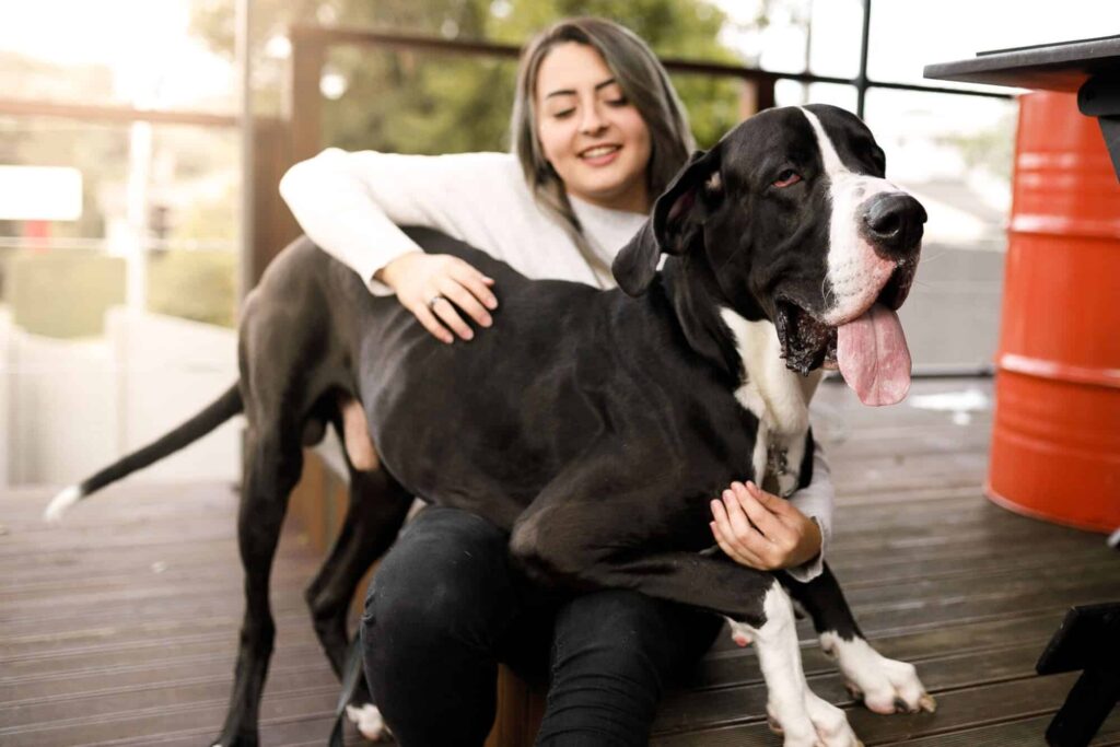 Big Dog