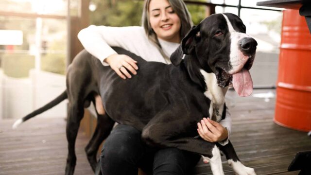 Big Dog