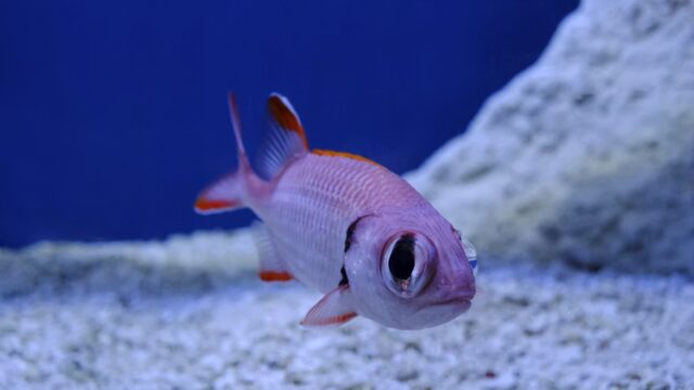 Fish