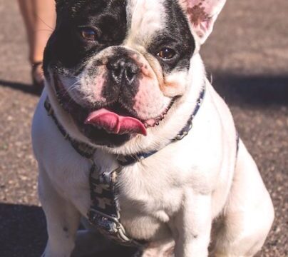 French-bulldog-404×600