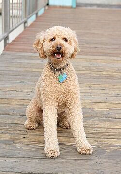 Roxy
