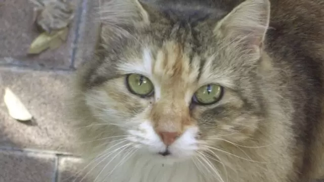 Placeholder cat photo — "Somebody Else's Cat" by Lilachd, CC BY 2.0, via Flickr/Openverse. Not a photo of the actual pet.